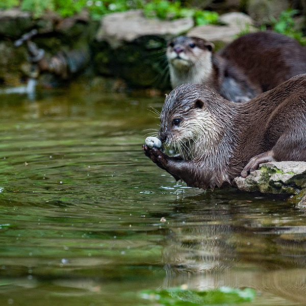 Image of a two river otters on the edge of a river.  One is holding a rock.