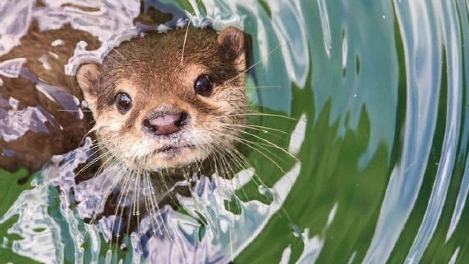 Image of a river otter poking its head above the water, with water ripples